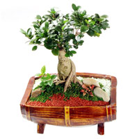 Luminous Winter Wonderland Penda Tree Low Pot - Bonsai