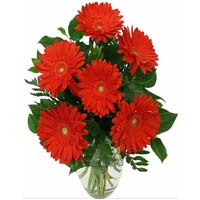 Vase arrangement of Red Gerberas  ......  to North Jeolla_SouthKorea.asp