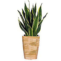 Present this Long-Lasting Sansevieria Plant to the......  to Busan