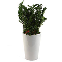 Bring people you love, closer to you by gifting th......  to Ulsan