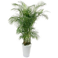 Indoor Kentia Palm Plant