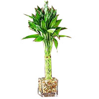 Aesthetic Tropical Bamboo Plant