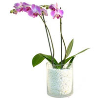 A budding orchid in a glass vase filled with little white pebbles....