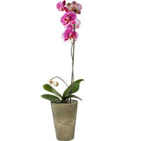 A Phalaenopsis Orchid Plant in a pottery bowl....
