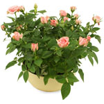 A fragrant and pretty pink tea rose in a ceramic bowl. A lovely gift to say you ...