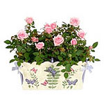 PINK TEA ROSE PLANTER