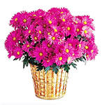 POTTED CHRYSANTHEMUMS IN A BASKET