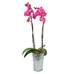 Simple and stunning - a Phaleonopsis orchid delive......  to Welkom