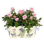 A fragrant and pretty pink tea rose in a ceramic b......  to Germiston_Southafrica.asp