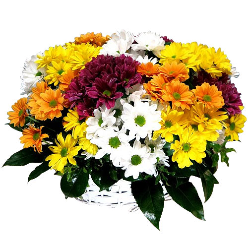 Sweet Mixed Daisies in a Basket