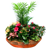 Fascinating Basket of Flowering Plants