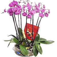 Beautiful 4 Pahlenopsis Orchid Plant with Cava N Chocolates