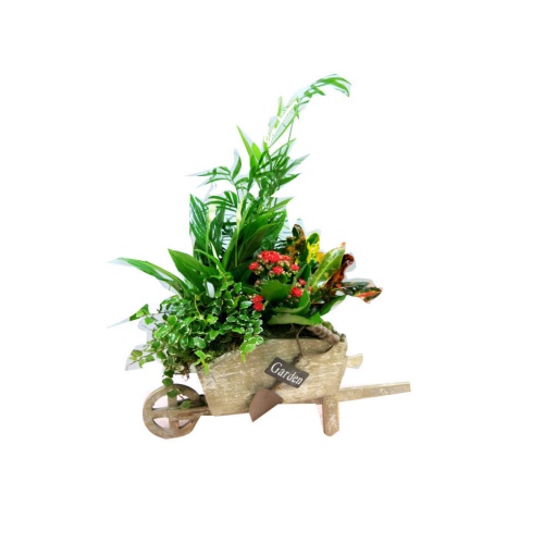 Plants Filled Into A Wheelbarrow