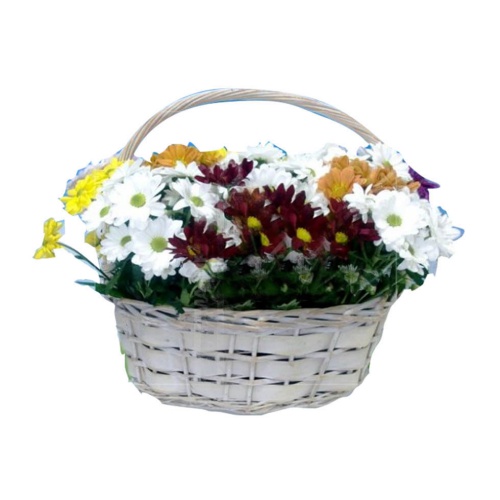 Give the gift of color with this beautiful daisy a......  to Huelva