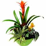 Send Plants To Suriname