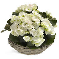 Simply Begonia Plant