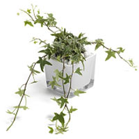 Dashing Ivy Plant