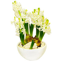 Blooming White Multi-Hyacinth Arrangement