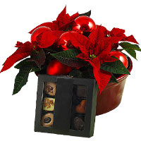Attractive Gift of Red Mini Poinsettias Plant with Chocolate Box