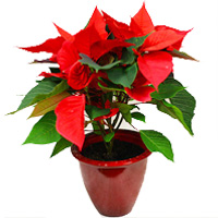 Eye-Catching Display of Red Poinsettia in a Copper Pot