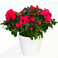 Artistic Display of Red Azaleas in White Pot