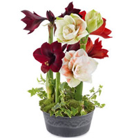 Provocative Mixed Arrangement of Amaryllis