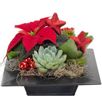 Incomparable Composition of Christmas Flowers in a Square Pot