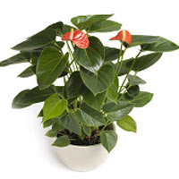 Red Anthurium