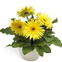 Potted Gerbera