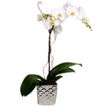 Orchid Plant