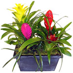 Bromelia Plant