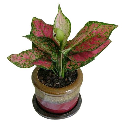 A classic gift, this Elegant Fortune Plant in a Po...