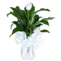 Peace Flower Spathiphyllum(http://www.ciceksepeti.com/orta-boy-spathiphyllum)