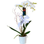 Orchid Paradise Arrangement