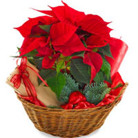 Amazing Poinsettia Flower Basket with Candle N Book