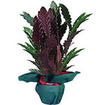 A beautiful plant with a nice foliage of leaves, Send this Plant as a gift to ur...