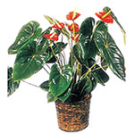 Plant Antoryum