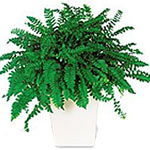 Table Fern