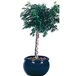 The Ficus Benjamina can get very large and is found growing both in full sun all...