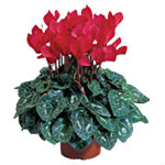 Plant Cyclamen