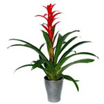 Plant Guzmania