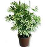 Plant Schefflera