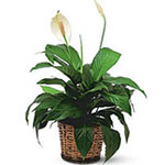 Plant Spathiphyllum