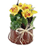 Box Arrangement with Orchids 