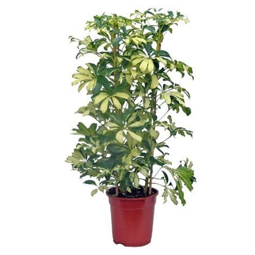 Aesthetic Green Color Schefflera Plant