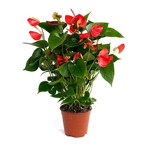 Strong-Growing Selection of Red Color Anthurium Plant