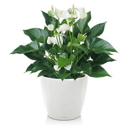 Statuesque Anthurium House Plant in White Color