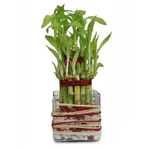 Attention-Getting 2 Layered Lucky Green Bamboo Plant