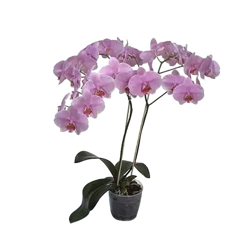 Just click and send this Charming Phalaenopsis Orc...
