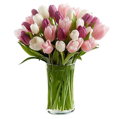 Blooming Display of Pink Purple and White Tulips in a Glass Vase